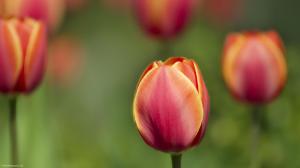 tulip-love-1